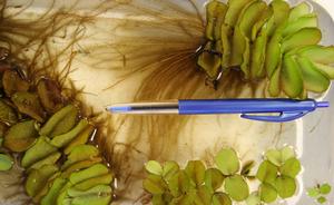 Salvinia with pen for scale